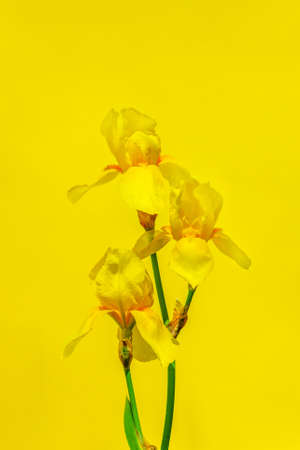 yellow flowers irises on a yellow background close upの写真素材