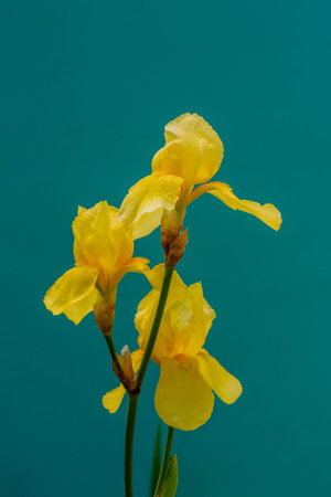 flowers yellow irises on a green background close upの写真素材