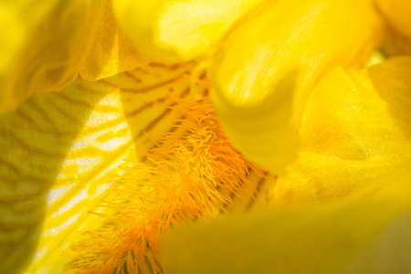 yellow iris flower petals close-up