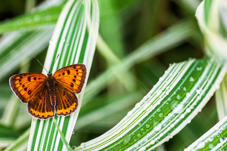 multi-eyed unpaired butterfly (Lycaena dispar) on the green grass of falaris in the garden on a summer day after rain, top viewの写真素材