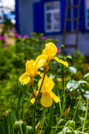 flowers yellow irises on a flower bed close upの写真素材