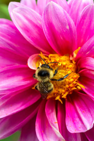 a bee collects pollen on a dahlia flower with pink petals close-upの写真素材