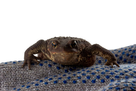 great caucasian earthen toad on gray glove isolated on a white background with a copy space
