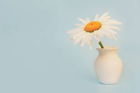daisy flower in a white jug on a blue background with a copy space close-upの写真素材