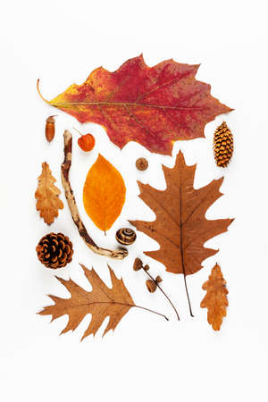 Autumn composition. Pattern of dried leaves, cones, acorns on a white background, Flat lay, top viewの写真素材
