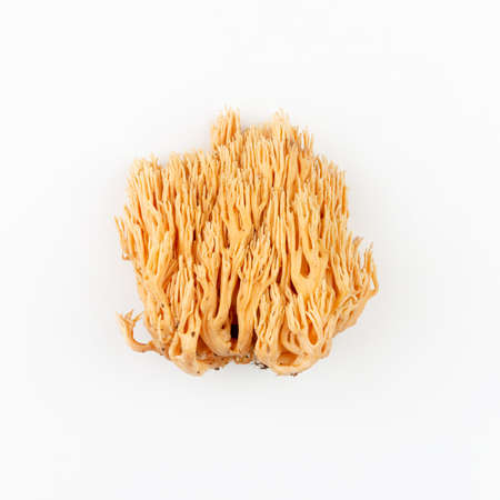ramaria yellow mushroom on a white background close-upの写真素材