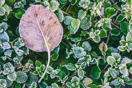 dry autumn leaf on green leaves of grass covered rime in cold autumn morning, top view close upの写真素材