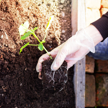 a woman's hand in a glove plants cucumber seedlings in the soil in a greenhouse on a spring day