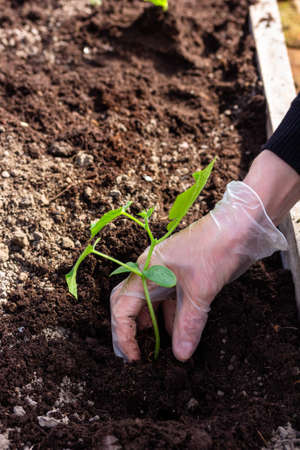 a female hand in a glove plants cucumber seedlings in the soil in a greenhouse on a spring sunny dayの写真素材