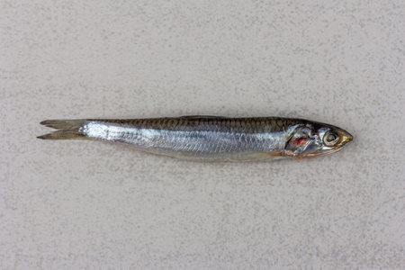 salted fish european anchovy on a gray background close-up top view