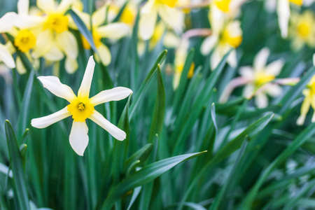 a flowerbed with white and yellow flowers daffodilsの写真素材