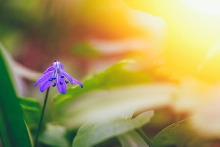 bluebell flower in sunlight in spring forest, shallow depth of field