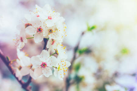 blooming fruit tree twig close-up, selective focusの写真素材