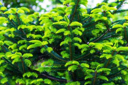 background texture with young green spruce branchesの写真素材