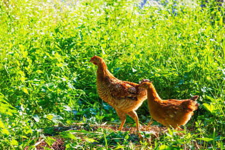 two young chickens graze in the spring or summer garden in the green grass on a hot sunny day
