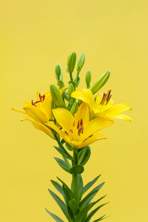 flowers yellow lily close up on a yellow backgroundの写真素材