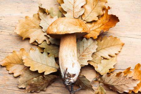white mushroom boletus on an oak branch with leaves on a wooden background close-up top viewの写真素材