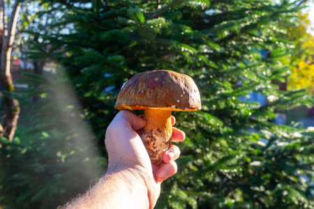 a mushroom picker man holds a boletus mushroom in his hand close-up on a sunny summer or autumn dayの写真素材