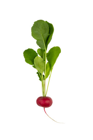 red ripe radish with green leaves isolated on a white background with clipping pathの写真素材