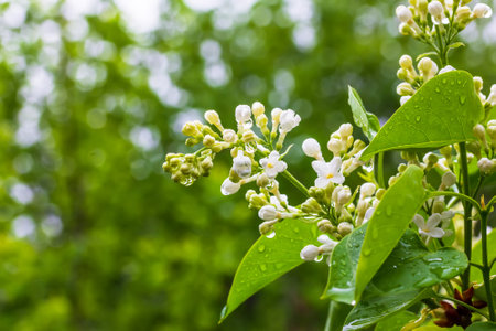 a branch of white lilac in raindrops on a spring morningの写真素材