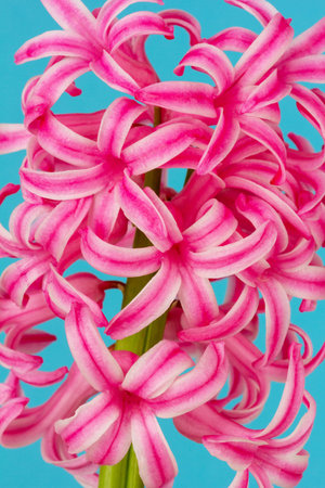 pink hyacinth flower close up