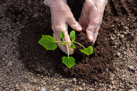 women gloved hands planting cucumber seedlings in the ground in a greenhouse top viewの写真素材