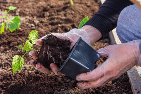 women gloved hands planting cucumber seedlings in the ground in a greenhouse close-upの写真素材