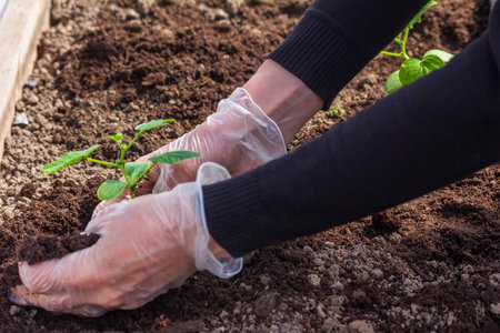 women hands planting cucumber seedlings in the ground in a greenhouse close-upの写真素材