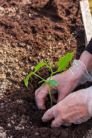 women hands planting cucumber seedlings in the ground in a greenhouse closeupの写真素材