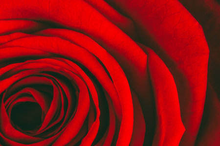 textured background red rose petals close-up, shallow depth of fieldの写真素材