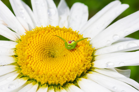 green flower spider sidewalker on a daisy flowerの写真素材