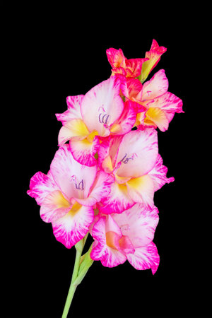 pink gladiolus flower isolated on black background close-upの写真素材