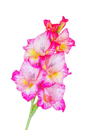 pink gladiolus flower isolated on white background close-upの写真素材