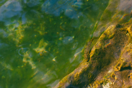 minnow fish at the rocky shore in the river waterの写真素材