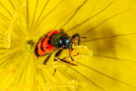 a beetle eats pollen on a yellow buttercup flower