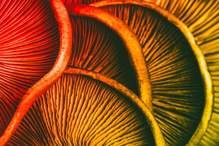 textured background of red yellow mushrooms close-up, macro photo with selective focusの写真素材
