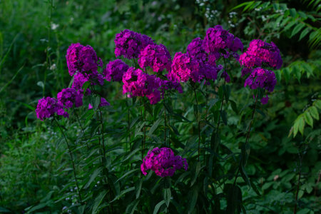 flower bush phlox on a flowerbed in a rustic garden garden on a summer eveningの写真素材