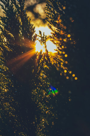 yew branches in water drops in the rays of the setting sun, shallow depth of field, smartphone wallpapersの写真素材