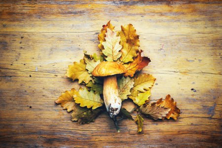 mushroom boletus on an dry oak branch with leaves on a wooden background top viewの写真素材