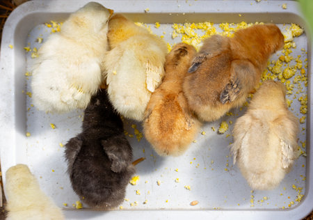 small colorful chicks eat a boiled egg in a feeder, top viewの写真素材
