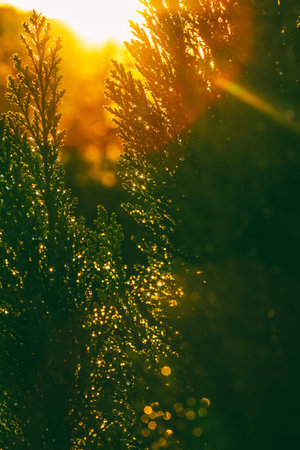 yew branches in water drops with bokeh effect at sunset, shallow depth of field