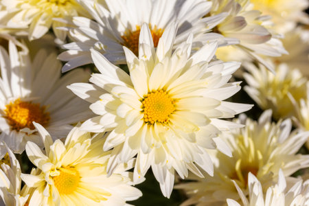 a bouquet of white chrysanthemums flowers close-upの写真素材