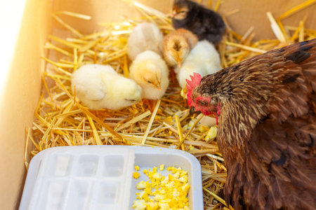 the mother hen teaches the hatched chicks to eat on their own, the chicks eat a boiled eggの写真素材