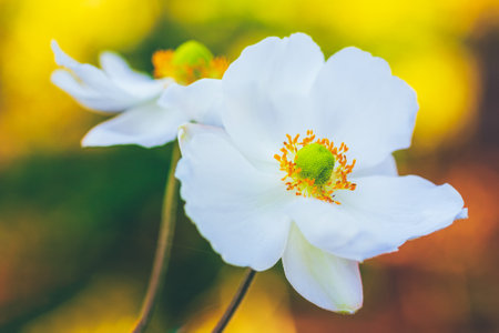beautiful autumn white anemone flowers close-upの写真素材