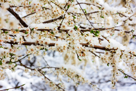 branches of flowering trees in the snowの写真素材