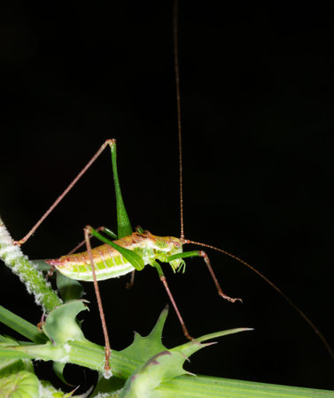 a green grasshopper with a large mustache on a stalk of green grass on a black backgroundの写真素材