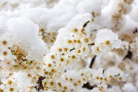 branches of flowering trees in the snow close-upの写真素材