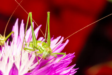 a green grasshopper on a cornflower flower in close-upの写真素材