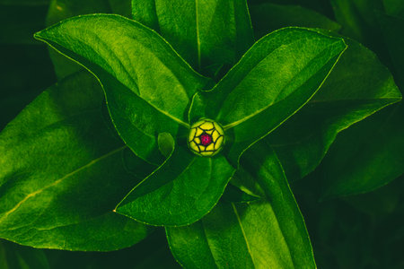 a bud of a cynia flower on a background of green leaves, top viewの写真素材