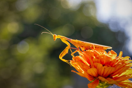 the common mantis insect on the orange flower of Cynia on a summer dayの写真素材